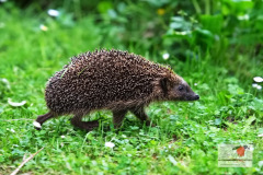 ein_igel_durstreift_unseren_garten_12062013_6_20130612_1475882361