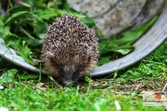 ein_igel_durstreift_unseren_garten_12062013_7_20130612_1939112635