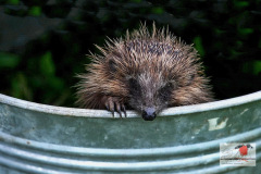 ein_igel_durstreift_unseren_garten_12062013_8_20130612_1510349274