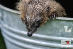 ein_igel_durstreift_unseren_garten_12062013_9_20130612_2072360320