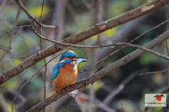 DSC00995