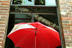 firma_salzmann_co_2009_6_20130227_1317745570