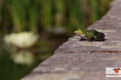 DSC00k135