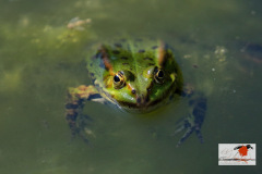 DSC00n089