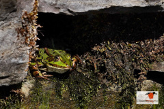 DSC097pl60