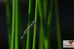 DSC0n0097