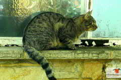 hauskatzen_10_20130105_1276970080