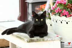 hauskatzen_1_20130105_1583767961