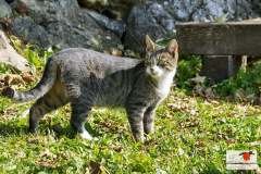 SONY DSC