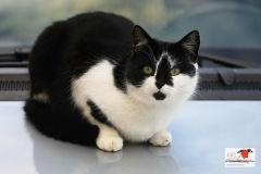 hauskatzen_2_20130105_1821772419