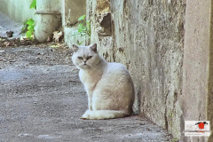 hauskatzen_2_20130228_1400556045