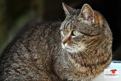 hauskatzen_2_20130401_2063349234