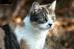 hauskatzen_3_20130105_1772953493