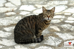 hauskatzen_4_20130105_1917112894