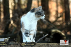 hauskatzen_5_20130105_1104644855