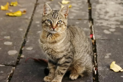 hauskatzen_5_20130105_1656554890