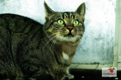hauskatzen_6_20130105_1751327817