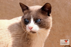 hauskatzen_7_20130105_1357911244