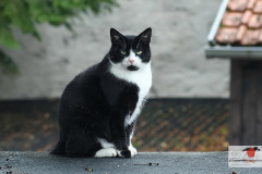 hauskatzen_7_20130105_1360629799