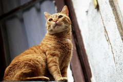 hauskatzen_8_20130105_1317527984