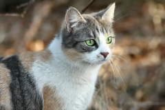 katzen_5_20130226_1646406836