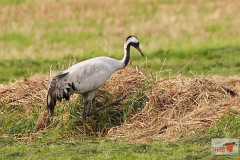DSC054b59