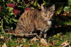 DSC07071