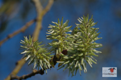 DSC03260