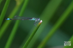 DSC03279