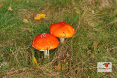 DSC02667