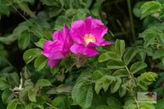 DSC01810