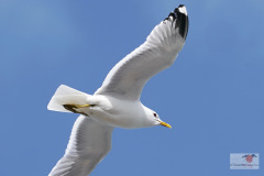DSC02200
