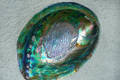 DSC00420