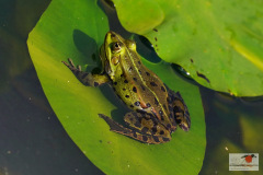 DSC085kl86