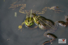 DSC0klein8504