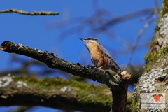 DSC04296