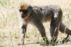 safaripark-stukenbrock_1_20130221_1749957538