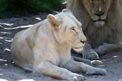 safaripark-stukenbrock_2_20130221_1424422987