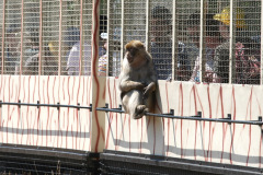 safaripark-stukenbrock_2_20130221_1974741033