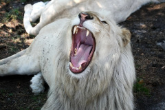 safaripark-stukenbrock_3_20130221_1113023681