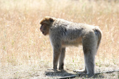 safaripark-stukenbrock_4_20130221_1738717010