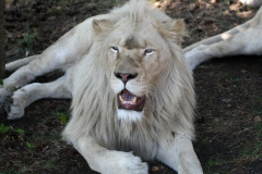 safaripark-stukenbrock_4_20130221_1784142435