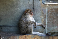 safaripark-stukenbrock_5_20130221_1815255555