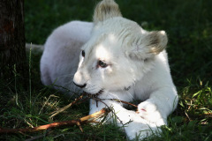 safaripark-stukenbrock_5_20130221_1964244080